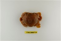 藏品(頑強黎明蟹)的圖片